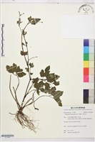 水辣菜、禺毛茛藏品圖，第1張