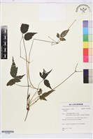 彭氏鐵線蓮藏品圖，第1張