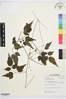 串鼻龍藏品圖，第1張