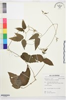 銹毛鐵線蓮藏品圖，第1張