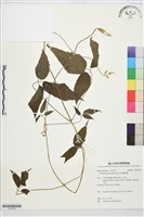 銹毛鐵線蓮藏品圖，第1張