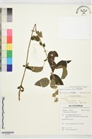 臭垂桉草藏品圖，第1張