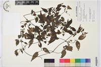 臺灣鐵線蓮藏品圖，第1張