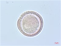 臺灣鐵線蓮藏品圖，第2張