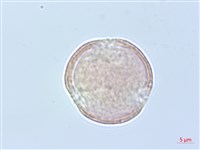 臺灣鐵線蓮藏品圖，第4張