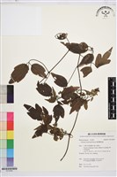 臺灣鐵線蓮藏品圖，第1張