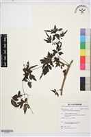 臺灣鐵線蓮藏品圖，第1張