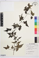 臺灣鐵線蓮藏品圖，第1張