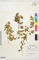 鵝鑾鼻鐵線蓮藏品圖，第1張