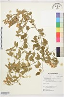 鵝鑾鼻鐵線蓮藏品圖，第1張