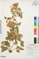 鵝鑾鼻鐵線蓮藏品圖，第1張