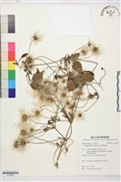 田代氏鐵線蓮藏品圖，第1張