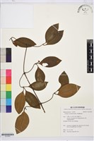 厚葉鐵線蓮藏品圖，第1張