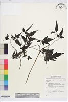 田村氏鐵線蓮藏品圖，第1張