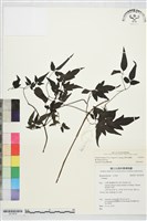 田村氏鐵線蓮藏品圖，第2張
