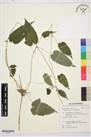 亨利氏鐵線蓮藏品圖，第1張