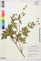 水辣菜、禺毛茛藏品圖，第1張