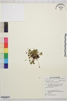 鹿場毛茛藏品圖，第1張