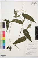 亨利氏鐵線蓮藏品圖，第1張