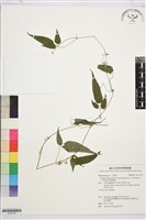 森氏鐵線蓮藏品圖，第1張