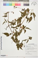 小木通藏品圖，第1張