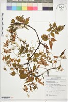 小木通藏品圖，第1張