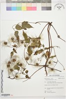 小木通藏品圖，第1張