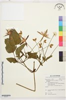 黃氏鐵線蓮藏品圖，第1張