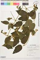 銹毛鐵線蓮藏品圖，第1張