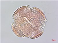 銹毛鐵線蓮藏品圖，第1張