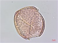 銹毛鐵線蓮藏品圖，第2張