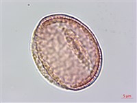 銹毛鐵線蓮藏品圖，第3張