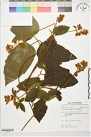 銹毛鐵線蓮藏品圖，第1張