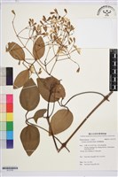 厚葉鐵線蓮藏品圖，第1張