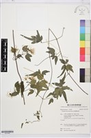 臺灣鐵線蓮藏品圖，第1張