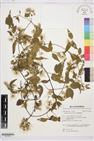 臺灣鐵線蓮藏品圖，第1張