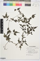 臺灣鐵線蓮藏品圖，第1張