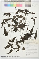 田村氏鐵線蓮藏品圖，第2張