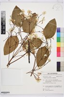 厚葉鐵線蓮藏品圖，第1張