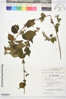 長葉垂桉草藏品圖，第1張
