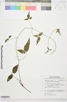 銹毛鐵線蓮藏品圖，第1張