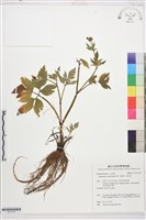 水辣菜、禺毛茛藏品圖，第1張