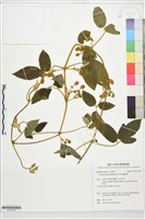 銹毛鐵線蓮藏品圖，第1張