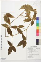 銹毛鐵線蓮藏品圖，第1張