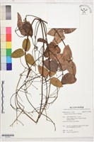 麥氏鐵線蓮藏品圖，第1張