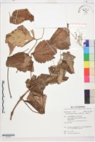 台灣牡丹藤、台灣草牡丹藏品圖，第1張