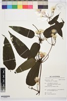 亨利氏鐵線蓮藏品圖，第1張