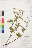 水辣菜、禺毛茛藏品圖，第1張