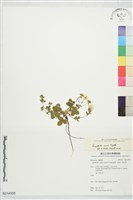 登錄號:S214508藏品圖，第1張