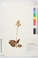 銀線蓮藏品圖，第1張